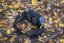 Ledvinka Boll Gogo 5.5 basalt